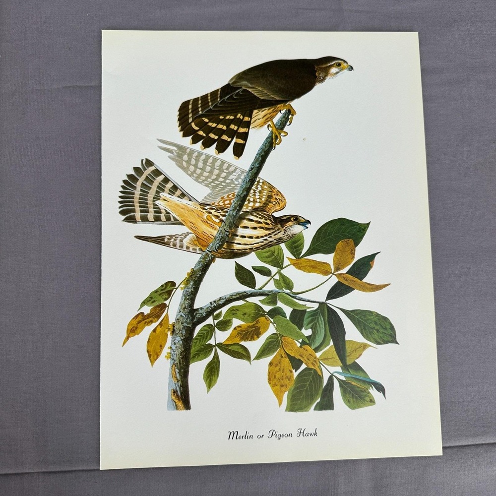 1950 Vintage Print Merlin Pigeon Hawk American Bird Art Illustration Audubon